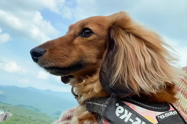 看板犬のご紹介
